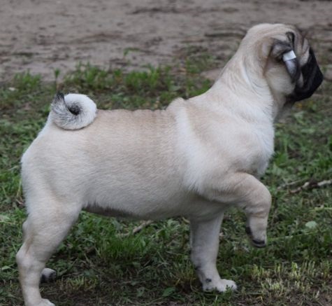 male and female pug puppies NEW HOME:) Image eClassifieds4u