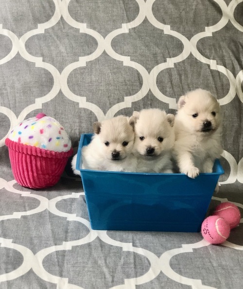 ? CKC Reg Teacup Pomeranian puppies for Loving homes ? Image eClassifieds4u