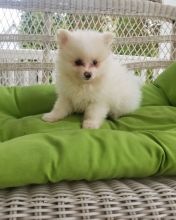 Astounding Ckc Pomeranian Puppies Available