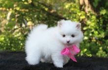 Beautiful Teacup Pomeranian puppies Available.