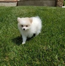 Charming Pomeranian puppies available.