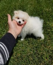 Ckc Male & Female Pomeranian Puppies For Ckc Delivery is possible.