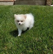 FOUR Super adorable Pomeranian puppies.