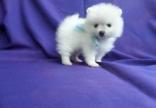 Healthy Male and Female pomeranian puppies looking for a good home.