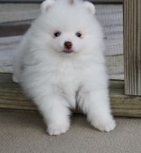 Male and Female Tea Cup Pomeranian puppies