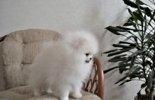 Teacup Pomeranian puppies