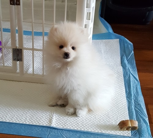 Beautiful AKC Teacup Pomeranian puppies Available.. Image eClassifieds4u