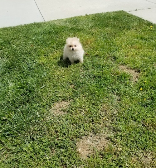 FOUR Super adorable Pomeranian puppies. Image eClassifieds4u