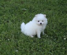 Beautiful AKC Teacup Pomeranian puppies Available.. Image eClassifieds4u 1