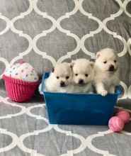 Excellent Pomeranian Puppies For A Good Homes Image eClassifieds4U