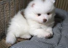 Teacup Pomeranian puppies Image eClassifieds4u 3