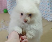 Trained Tea cup pomeranian available now Image eClassifieds4u 1