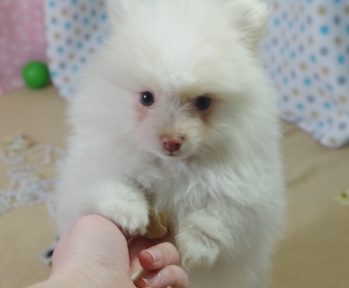 Trained Tea cup pomeranian available now Image eClassifieds4u