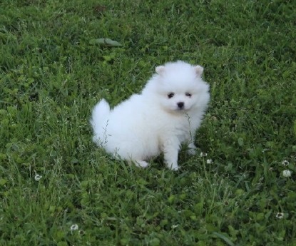 Trained Tea cup pomeranian available now Image eClassifieds4u