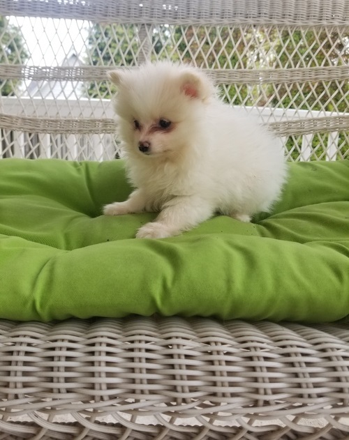 Trained Tea cup pomeranian available now Image eClassifieds4u