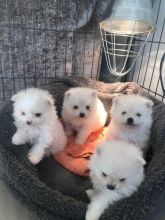 Adorable White Pomeranian Puppy! Ready to go Email me via ...lovelypomeranian155@gmail.com