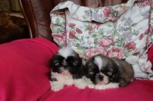 Beautiful Purebred Shih Tzu puppies Email me through >>> kaileynarinder31@gmail.com