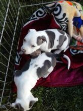 Bluenose Pit bull Puppies For Adoption Email me through...ggimirado@gmail.com for more