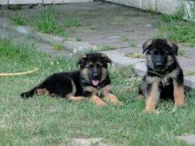 German Shepherd puppies Ready Now Email me through ..gonzalezvldmr@gmail.com