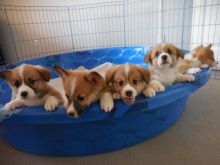 Pembroke welsh corgi Puppies Ready to go now 6046749927