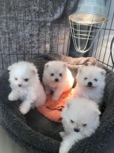 Pomeranian Puppies For Adoption Email me through lovelypomeranian155@gmail.com For more Info.