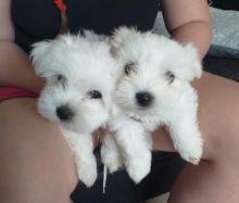 Pure White Maltese Puppies for New Homes Email me through > merrymaltesepuppies@gmail.com