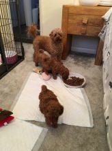 Toy Poodle Pups Available Rehoming ASAP mail me via ...kaileynarinder31@gmail. If you are interested