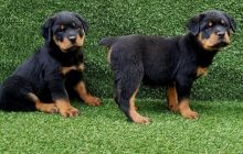 Trained and Friendly Rottweiler puppies!!