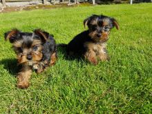 Yorkie puppies available For you Email me through >ggimirado@gmail.com