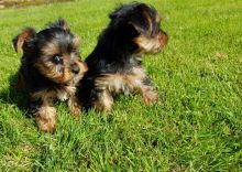 Yorkshire Terrier Puppies For Adoption contact me via kaileynarinder31@gmail.com