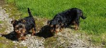 Yorkshire Terrier Puppies For Adoption..Email me through > ggimirado@gmail.com