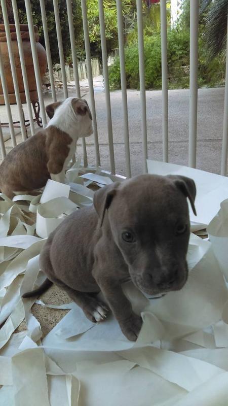 Bluenose Pit bull Puppies For Adoption Email me through >ggimirado@gmail.com< For more Info. Image eClassifieds4u