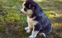 Pomsky Puppies for Sale Image eClassifieds4u 2