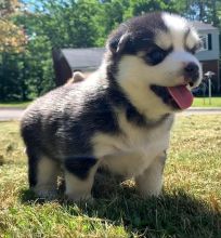 Pomsky Puppies for Sale Image eClassifieds4u 1