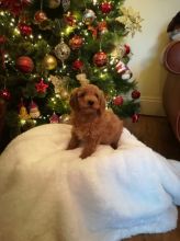 Toy Poodle Puppies Available Adopters Email me via kaileynarinder31@gmail.com Image eClassifieds4u 2