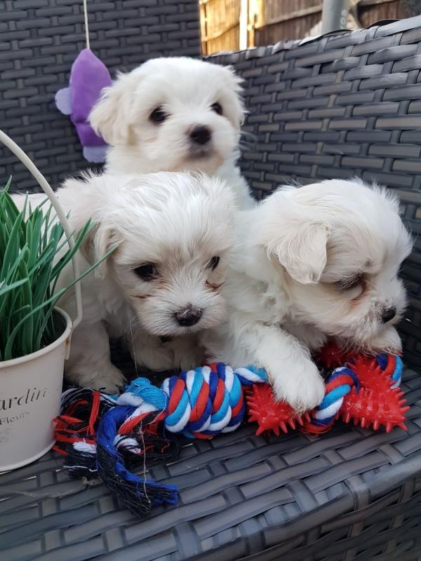 Maltese Puppies Seeking New Homes Urgently Text 6046749927 Image eClassifieds4u