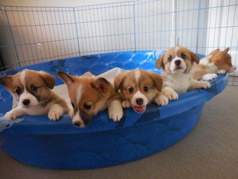 Pembroke Welsh Corgi Puppies For Adoption Email me through gimivladimir00@gmail.com Image eClassifieds4u