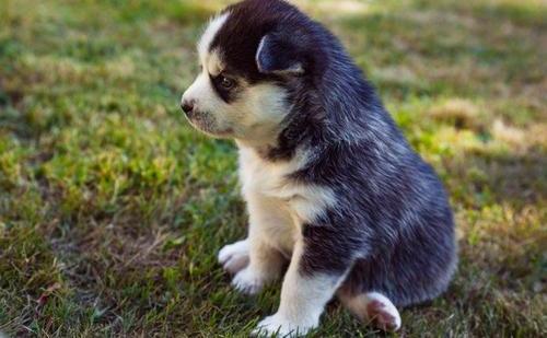 Pomsky Puppies for Sale Image eClassifieds4u
