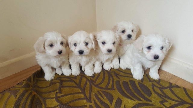 Pure White Maltese Puppies for New Homes Email me via ...merrymaltesepuppies@gmail.com Image eClassifieds4u