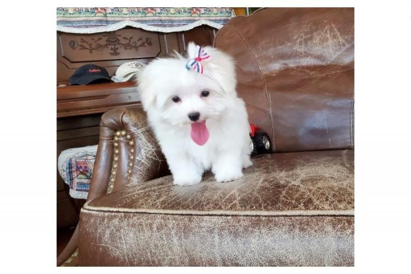 Super adorable Maltese Puppies(Call Or Text (585) 357-2327 Image eClassifieds4u