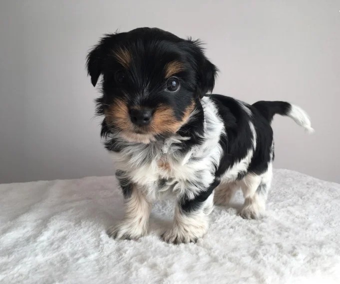 Yorkshire terrier puppies for adoption (424) 433-6224✓✓✓ Image eClassifieds4u
