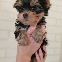 Yorkie puppies for adoption (424) 433-6224√
