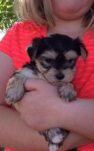 Yorkshire terrier puppies for adoption (424) 433-6224