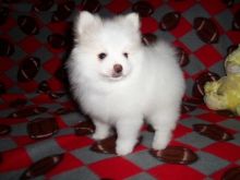 Cute White Male and Female Pomeranian Puppy For Adoption