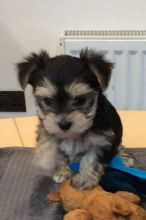 Free Yorkie puppies :willymax326@gmail.com