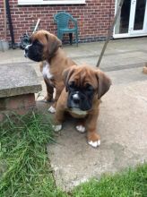 Healthy Male and female Boxer puppies for Re-Homing