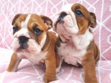 Lovely English Bulldog puppies now available