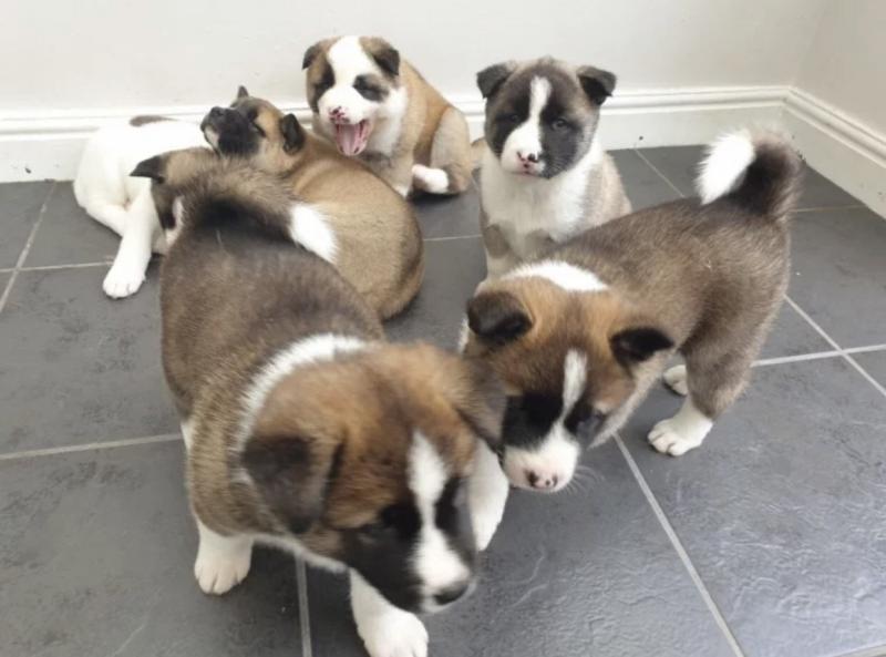 Cute Akita Puppies Available Now For free Adoption Image eClassifieds4u