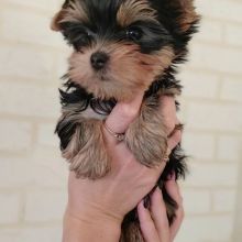 Yorkie puppies for adoption (424) 433-6224 Image eClassifieds4U