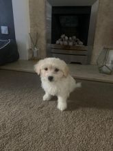 Maltese Puppies - Updated On All Shots Available For Rehoming